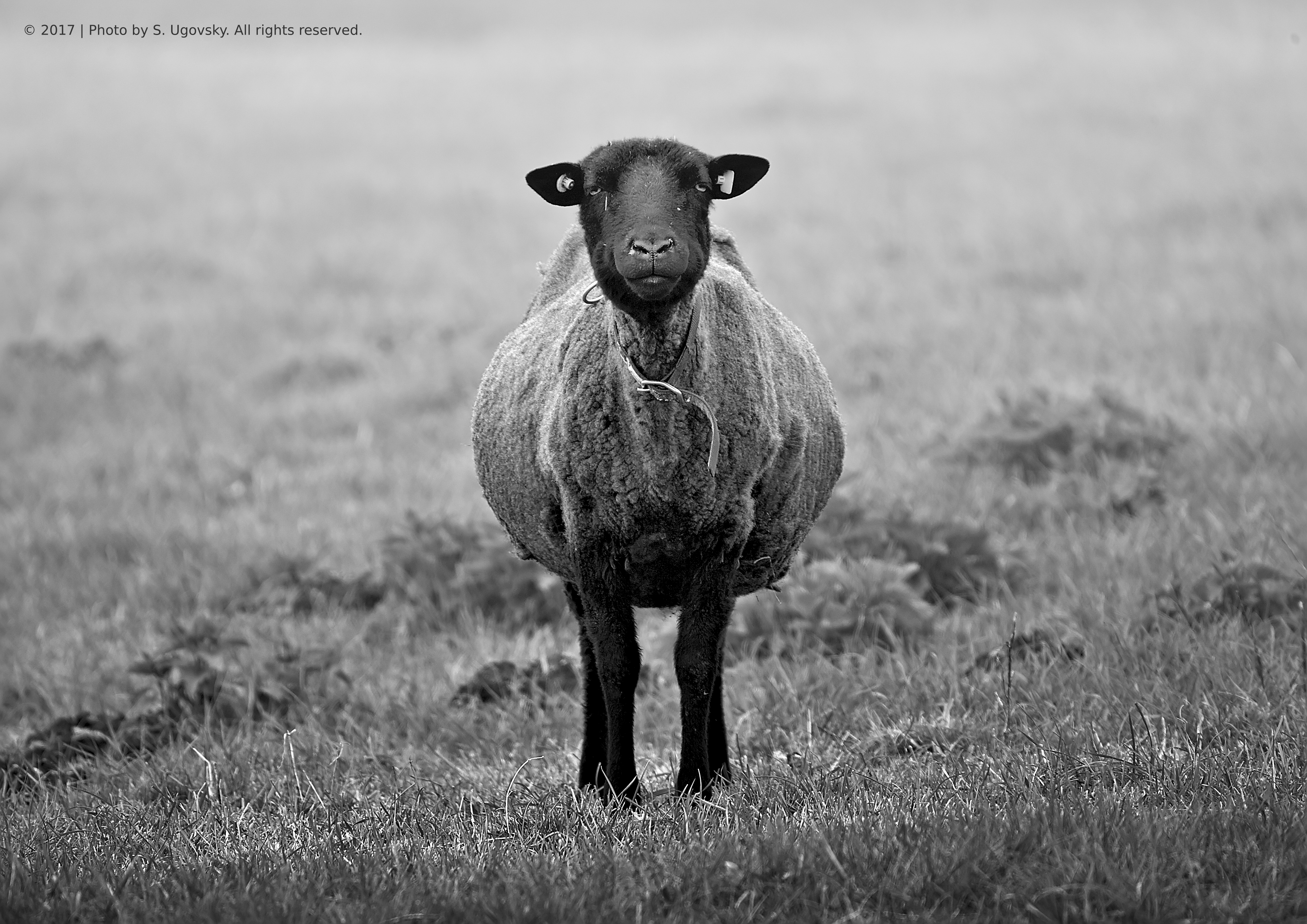 Abbildung von Contact - Black Sheep by Sebastian Gilmano Ugovsky-Strassburger