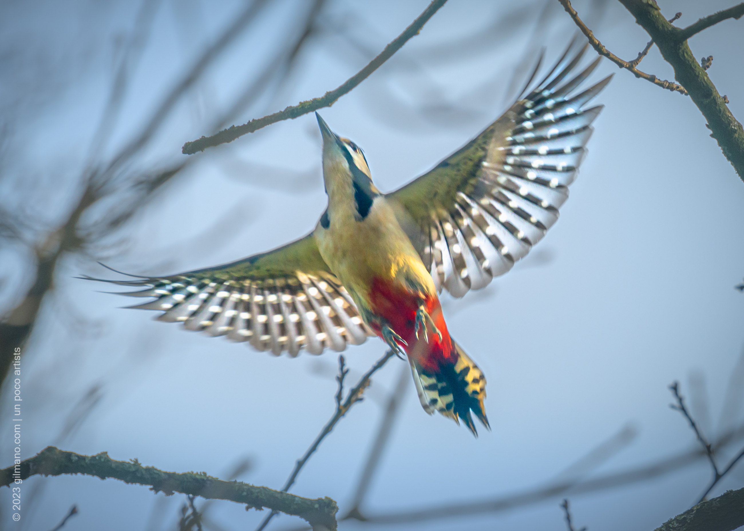 Great spotted woodpecker in the branches